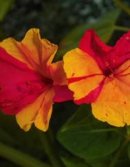 Mirabilis jalapa