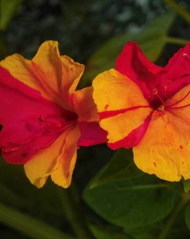 Fotografia de capa Mirabilis jalapa - do Jardim Botânico