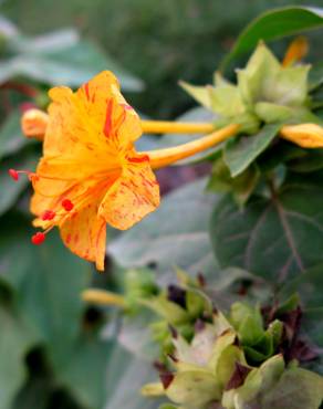 Fotografia 3 da espécie Mirabilis jalapa no Jardim Botânico UTAD