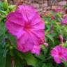 Fotografia 4 da espécie Mirabilis jalapa do Jardim Botânico UTAD