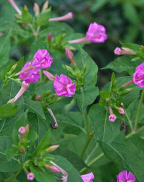 Fotografia 5 da espécie Mirabilis jalapa no Jardim Botânico UTAD