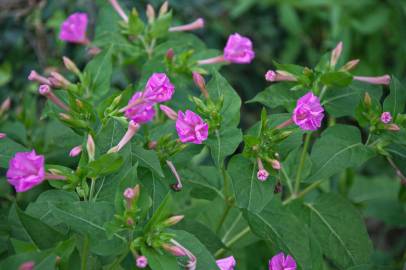 Fotografia da espécie Mirabilis jalapa