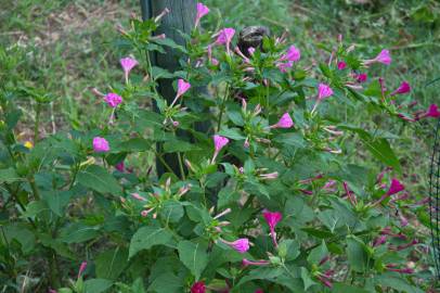 Fotografia da espécie Mirabilis jalapa