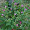 Fotografia 7 da espécie Mirabilis jalapa do Jardim Botânico UTAD