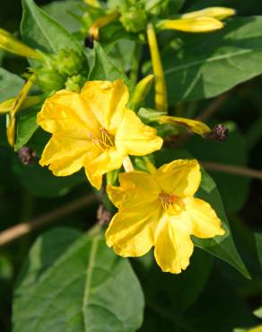 Fotografia 9 da espécie Mirabilis jalapa no Jardim Botânico UTAD