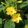 Fotografia 9 da espécie Mirabilis jalapa do Jardim Botânico UTAD