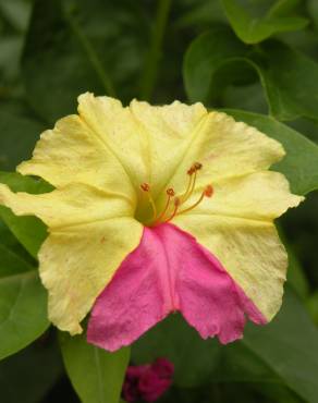 Fotografia 10 da espécie Mirabilis jalapa no Jardim Botânico UTAD