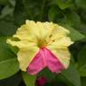 Fotografia 10 da espécie Mirabilis jalapa do Jardim Botânico UTAD