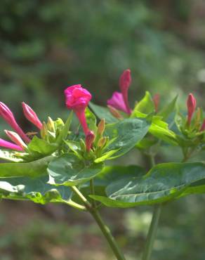 Fotografia 12 da espécie Mirabilis jalapa no Jardim Botânico UTAD