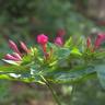 Fotografia 12 da espécie Mirabilis jalapa do Jardim Botânico UTAD