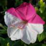 Fotografia 13 da espécie Mirabilis jalapa do Jardim Botânico UTAD