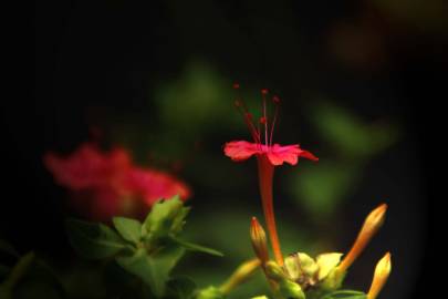 Fotografia da espécie Mirabilis jalapa