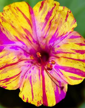 Fotografia 15 da espécie Mirabilis jalapa no Jardim Botânico UTAD