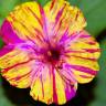 Fotografia 15 da espécie Mirabilis jalapa do Jardim Botânico UTAD