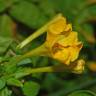 Fotografia 16 da espécie Mirabilis jalapa do Jardim Botânico UTAD