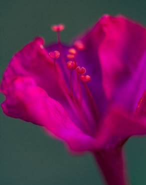 Fotografia 17 da espécie Mirabilis jalapa no Jardim Botânico UTAD