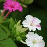 Fotografia 18 da espécie Mirabilis jalapa do Jardim Botânico UTAD