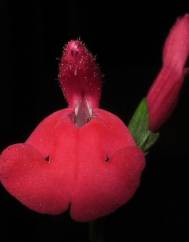 Salvia greggii