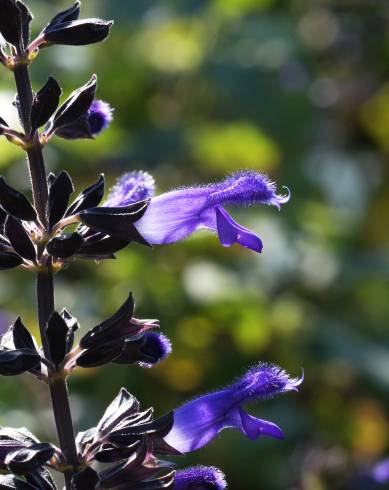 Fotografia de capa Salvia mexicana - do Jardim Botânico