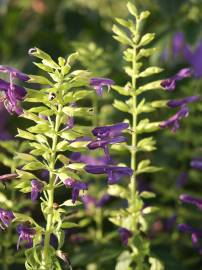 Fotografia da espécie Salvia mexicana