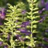 Fotografia 9 da espécie Salvia mexicana do Jardim Botânico UTAD