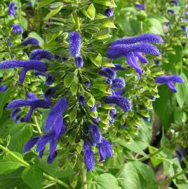 Fotografia da espécie Salvia mexicana