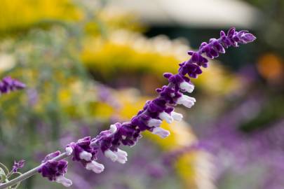 Fotografia da espécie Salvia leucantha