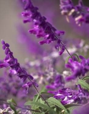 Fotografia 7 da espécie Salvia leucantha no Jardim Botânico UTAD