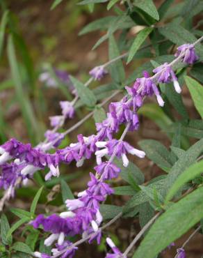 Fotografia 10 da espécie Salvia leucantha no Jardim Botânico UTAD