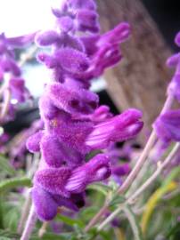 Fotografia da espécie Salvia leucantha
