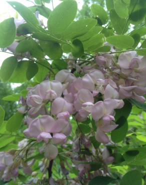 Fotografia 1 da espécie Robinia hispida no Jardim Botânico UTAD