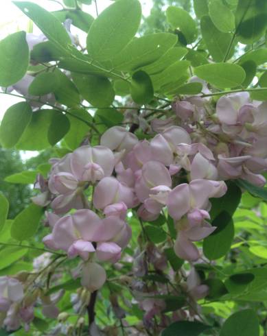 Fotografia de capa Robinia hispida - do Jardim Botânico