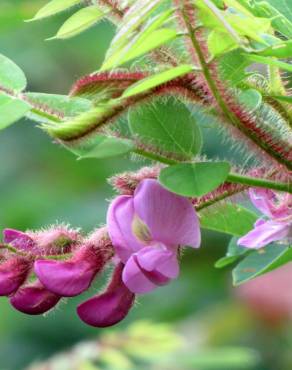 Fotografia 4 da espécie Robinia hispida no Jardim Botânico UTAD