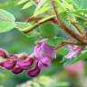 Fotografia 4 da espécie Robinia hispida do Jardim Botânico UTAD