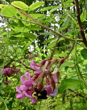 Fotografia 5 da espécie Robinia hispida no Jardim Botânico UTAD