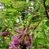 Fotografia 5 da espécie Robinia hispida do Jardim Botânico UTAD