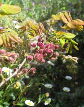 Fotografia 6 da espécie Robinia hispida no Jardim Botânico UTAD
