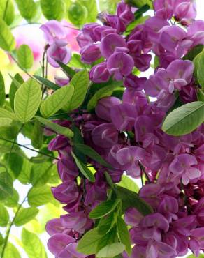 Fotografia 7 da espécie Robinia hispida no Jardim Botânico UTAD