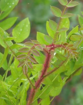 Fotografia 9 da espécie Robinia hispida no Jardim Botânico UTAD