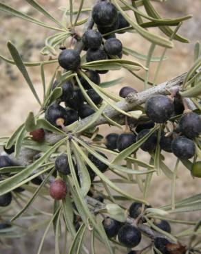 Fotografia 1 da espécie Rhamnus lycioides subesp. oleoides no Jardim Botânico UTAD