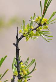 Fotografia da espécie Rhamnus lycioides subesp. oleoides