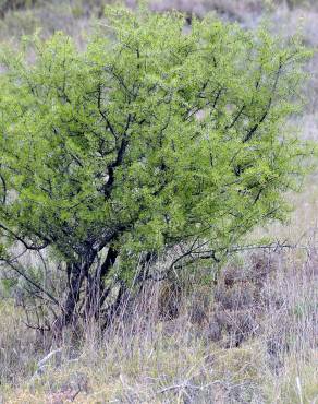 Fotografia 3 da espécie Rhamnus lycioides subesp. oleoides no Jardim Botânico UTAD