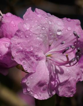 Fotografia 3 da espécie Rhododendron mucronulatum no Jardim Botânico UTAD