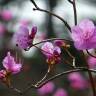 Fotografia 6 da espécie Rhododendron mucronulatum do Jardim Botânico UTAD