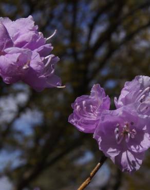 Fotografia 7 da espécie Rhododendron mucronulatum no Jardim Botânico UTAD