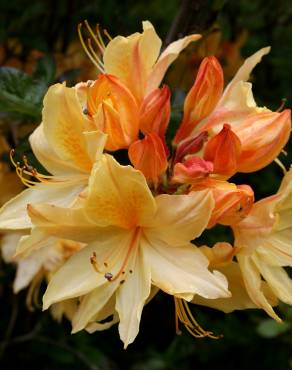 Fotografia 1 da espécie Rhododendron kaempferi no Jardim Botânico UTAD