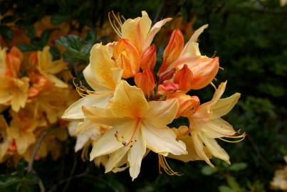 Fotografia da espécie Rhododendron kaempferi