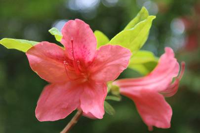 Fotografia da espécie Rhododendron kaempferi