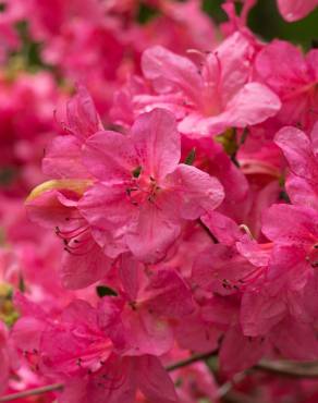 Fotografia 3 da espécie Rhododendron kaempferi no Jardim Botânico UTAD