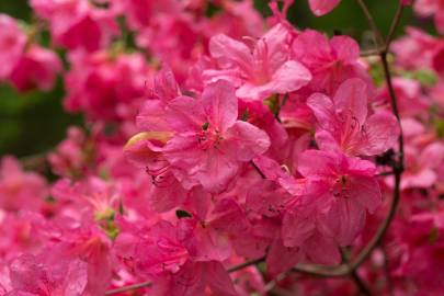 Fotografia da espécie Rhododendron kaempferi